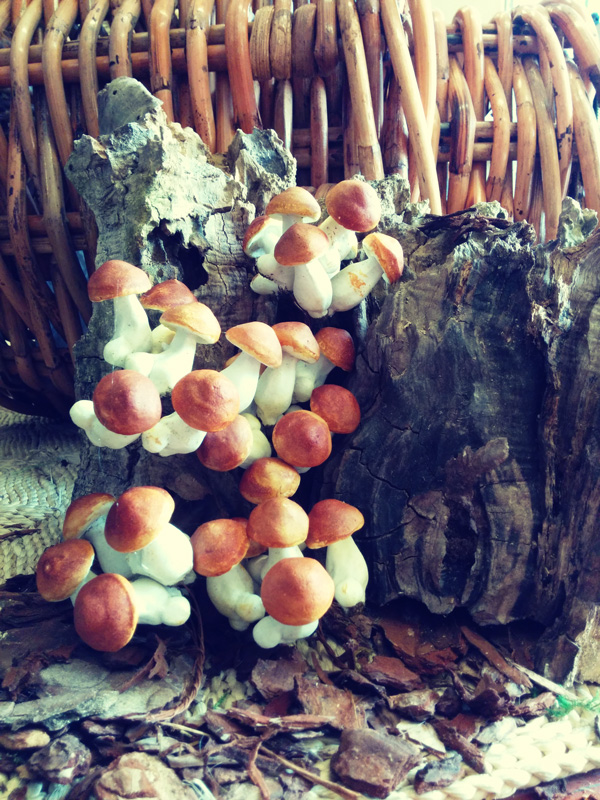 funghi-autunno-tronco