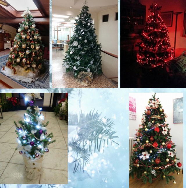 Alberi 2015