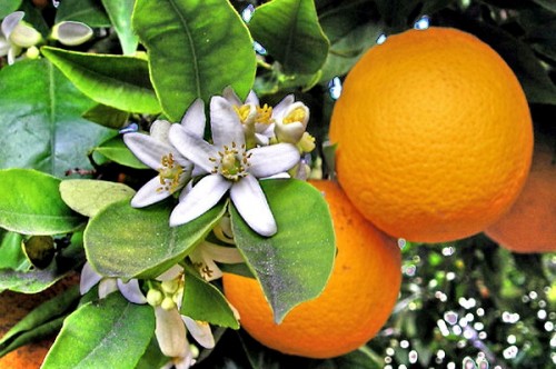 500_0_2937392_445017