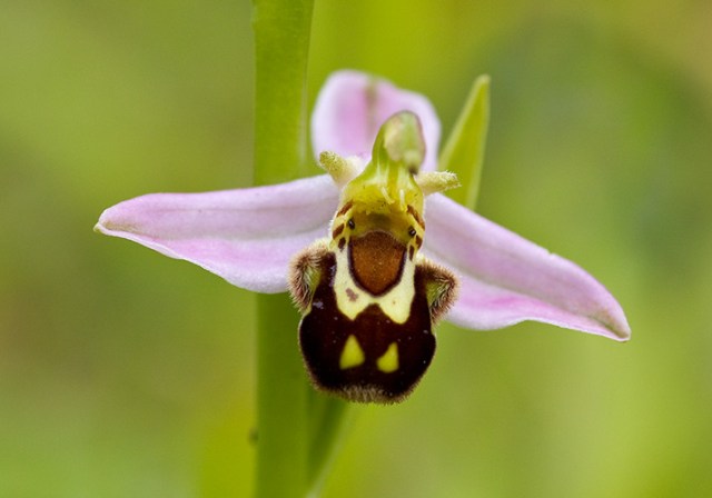 Bee Orchid
