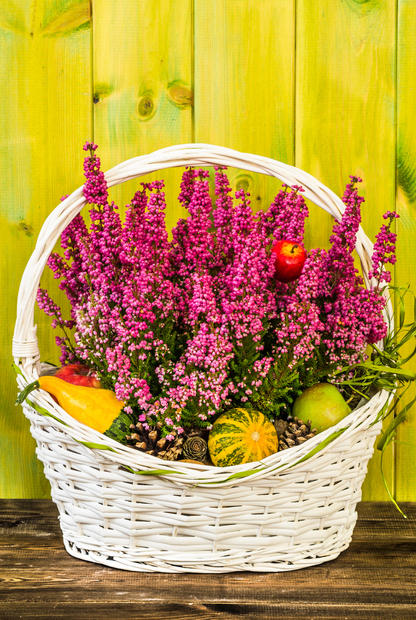 Beautiful heather in basket on wooden background. Flowers of autumn.