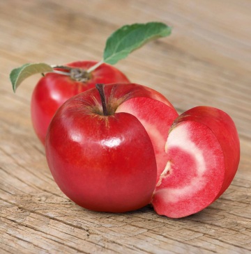 iber_58655_web-630x360