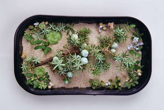 polifemo_tal_lr_00_w550