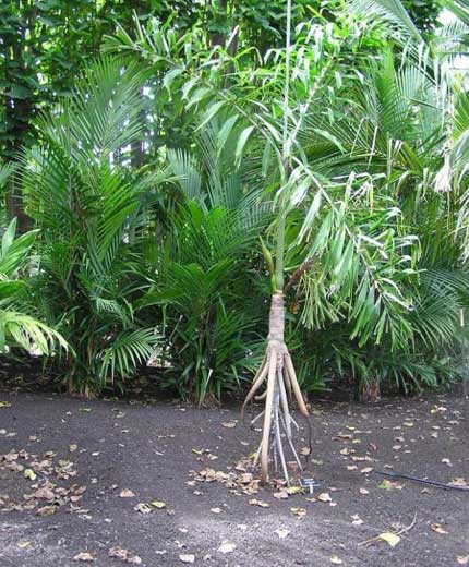 socratea-exorrhiza-walking-tree-1