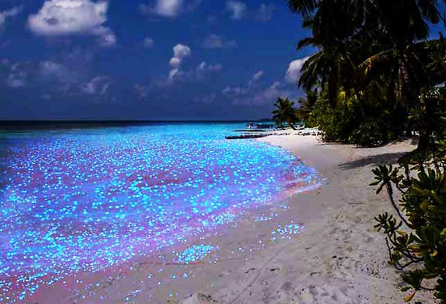 alghe-notte-maldive-636